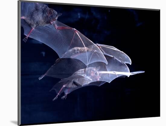 Leaf-nosed Fruit Bat Triple in Flight, Native to South America-David Northcott-Mounted Photographic Print