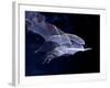 Leaf-nosed Fruit Bat Triple in Flight, Native to South America-David Northcott-Framed Photographic Print