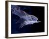 Leaf-nosed Fruit Bat Triple in Flight, Native to South America-David Northcott-Framed Photographic Print