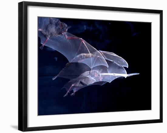 Leaf-nosed Fruit Bat Triple in Flight, Native to South America-David Northcott-Framed Photographic Print