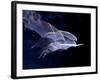 Leaf-nosed Fruit Bat Triple in Flight, Native to South America-David Northcott-Framed Photographic Print