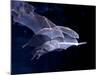 Leaf-nosed Fruit Bat Triple in Flight, Native to South America-David Northcott-Mounted Photographic Print