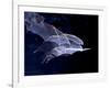 Leaf-nosed Fruit Bat Triple in Flight, Native to South America-David Northcott-Framed Photographic Print