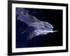 Leaf-nosed Fruit Bat Triple in Flight, Native to South America-David Northcott-Framed Photographic Print