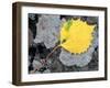 Leaf of a Bigtooth Aspen on Lichen and Granite, Howe Brook, Baxter State Park, Maine, USA-Jerry & Marcy Monkman-Framed Photographic Print