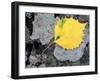 Leaf of a Bigtooth Aspen on Lichen and Granite, Howe Brook, Baxter State Park, Maine, USA-Jerry & Marcy Monkman-Framed Photographic Print