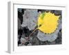 Leaf of a Bigtooth Aspen on Lichen and Granite, Howe Brook, Baxter State Park, Maine, USA-Jerry & Marcy Monkman-Framed Photographic Print