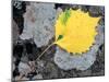 Leaf of a Bigtooth Aspen on Lichen and Granite, Howe Brook, Baxter State Park, Maine, USA-Jerry & Marcy Monkman-Mounted Photographic Print