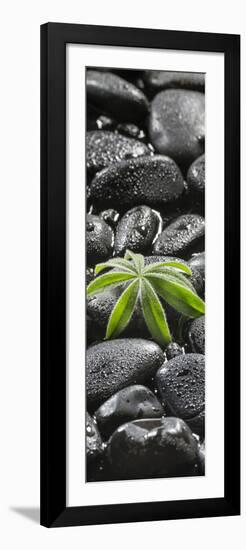 Leaf of a Lupin on Black Stones-Uwe Merkel-Framed Photographic Print