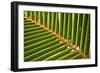 Leaf of a Palm Tree at a Beach on the Caribbean Island of Grenada-Frank May-Framed Photo