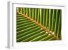 Leaf of a Palm Tree at a Beach on the Caribbean Island of Grenada-Frank May-Framed Photo