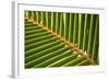 Leaf of a Palm Tree at a Beach on the Caribbean Island of Grenada-Frank May-Framed Photo