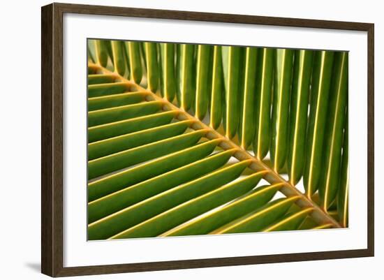 Leaf of a Palm Tree at a Beach on the Caribbean Island of Grenada-Frank May-Framed Photo