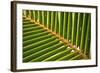 Leaf of a Palm Tree at a Beach on the Caribbean Island of Grenada-Frank May-Framed Photo