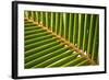 Leaf of a Palm Tree at a Beach on the Caribbean Island of Grenada-Frank May-Framed Photo