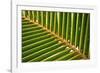 Leaf of a Palm Tree at a Beach on the Caribbean Island of Grenada-Frank May-Framed Photo