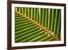 Leaf of a Palm Tree at a Beach on the Caribbean Island of Grenada-Frank May-Framed Photo