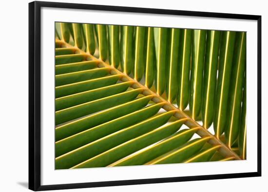 Leaf of a Palm Tree at a Beach on the Caribbean Island of Grenada-Frank May-Framed Photo