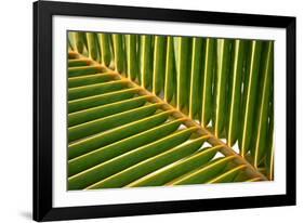 Leaf of a Palm Tree at a Beach on the Caribbean Island of Grenada-Frank May-Framed Photo