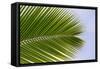 Leaf of a Palm Tree at a Beach on the Caribbean Island of Grenada-Frank May-Framed Stretched Canvas