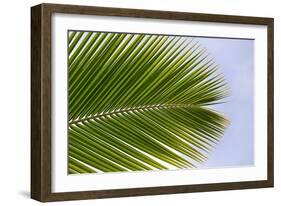 Leaf of a Palm Tree at a Beach on the Caribbean Island of Grenada-Frank May-Framed Photo