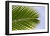 Leaf of a Palm Tree at a Beach on the Caribbean Island of Grenada-Frank May-Framed Photo