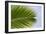 Leaf of a Palm Tree at a Beach on the Caribbean Island of Grenada-Frank May-Framed Photo