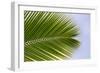 Leaf of a Palm Tree at a Beach on the Caribbean Island of Grenada-Frank May-Framed Photo