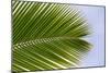 Leaf of a Palm Tree at a Beach on the Caribbean Island of Grenada-Frank May-Mounted Photo