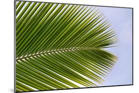 Leaf of a Palm Tree at a Beach on the Caribbean Island of Grenada-Frank May-Mounted Photo