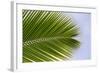 Leaf of a Palm Tree at a Beach on the Caribbean Island of Grenada-Frank May-Framed Photo