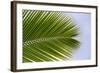 Leaf of a Palm Tree at a Beach on the Caribbean Island of Grenada-Frank May-Framed Photo