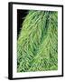 Leaf of a Stinging Nettle-Micro Discovery-Framed Photographic Print