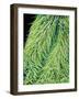 Leaf of a Stinging Nettle-Micro Discovery-Framed Photographic Print