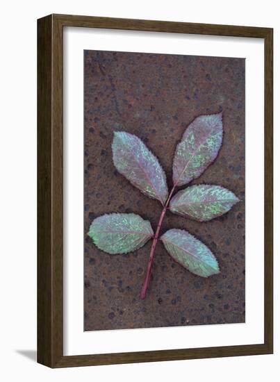 Leaf of Fresh Spring Rose or Rosa with Green and Magenta Markings Lying Face Down-Den Reader-Framed Photographic Print