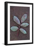 Leaf of Fresh Spring Rose or Rosa with Green and Magenta Markings Lying Face Down-Den Reader-Framed Photographic Print