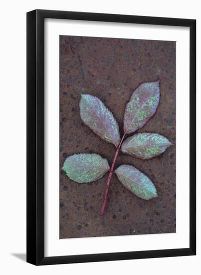 Leaf of Fresh Spring Rose or Rosa with Green and Magenta Markings Lying Face Down-Den Reader-Framed Photographic Print
