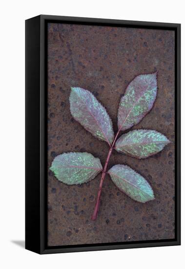 Leaf of Fresh Spring Rose or Rosa with Green and Magenta Markings Lying Face Down-Den Reader-Framed Stretched Canvas