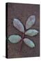 Leaf of Fresh Spring Rose or Rosa with Green and Magenta Markings Lying Face Down-Den Reader-Stretched Canvas