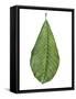 Leaf of Saucer Magnolia Magnolia X Soulangeana-null-Framed Stretched Canvas