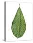 Leaf of Saucer Magnolia Magnolia X Soulangeana-null-Stretched Canvas