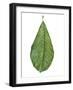 Leaf of Saucer Magnolia Magnolia X Soulangeana-null-Framed Giclee Print