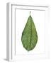 Leaf of Saucer Magnolia Magnolia X Soulangeana-null-Framed Giclee Print