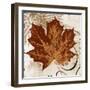 Leaf of the Day I-Michael Marcon-Framed Art Print