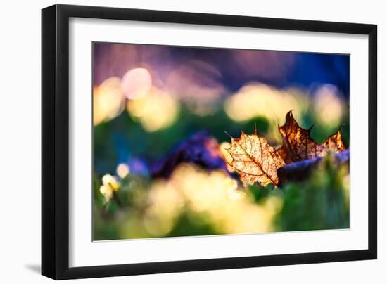 Leaf on an Autumn Morning-Ursula Abresch-Framed Photographic Print