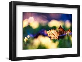 Leaf on an Autumn Morning-Ursula Abresch-Framed Photographic Print