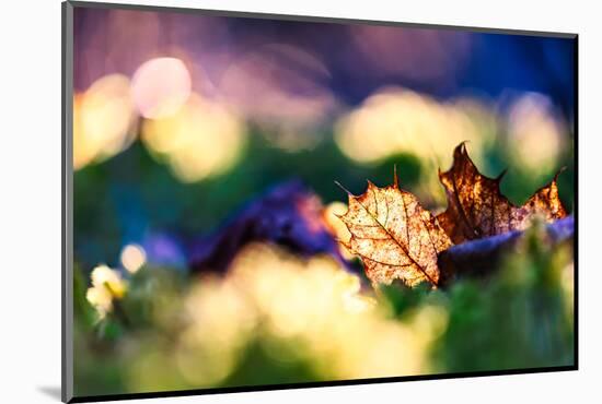 Leaf on an Autumn Morning-Ursula Abresch-Mounted Photographic Print