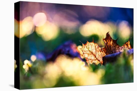 Leaf on an Autumn Morning-Ursula Abresch-Stretched Canvas