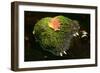 Leaf on Moss Colourful Leaf on Moss Covered Rock in Brook-null-Framed Photographic Print
