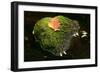 Leaf on Moss Colourful Leaf on Moss Covered Rock in Brook-null-Framed Photographic Print